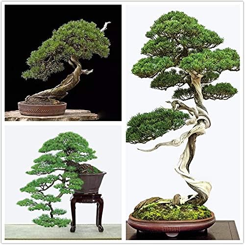 Bonsai Tree Japanese Black Pine Seeds - 30+ Seeds to Grow - Prized Evergreen Bonsai Specimen by CZGrain
