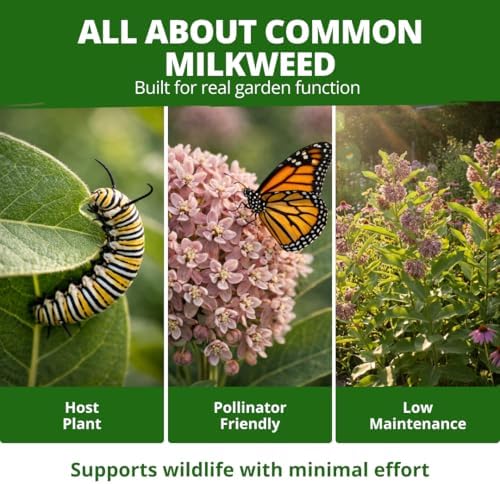 HOME GROWN Common Milkweed Seeds, 150 Seeds, Asclepias syriaca - Image 5
