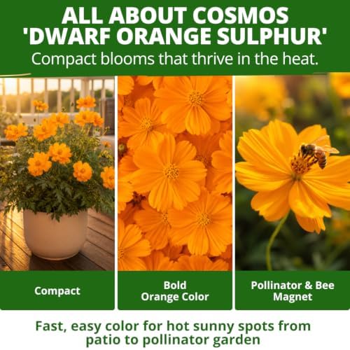 HOME GROWN Dwarf Orange Sulphur Cosmos Seeds, 2,000, Cosmos sulphureus - Image 5