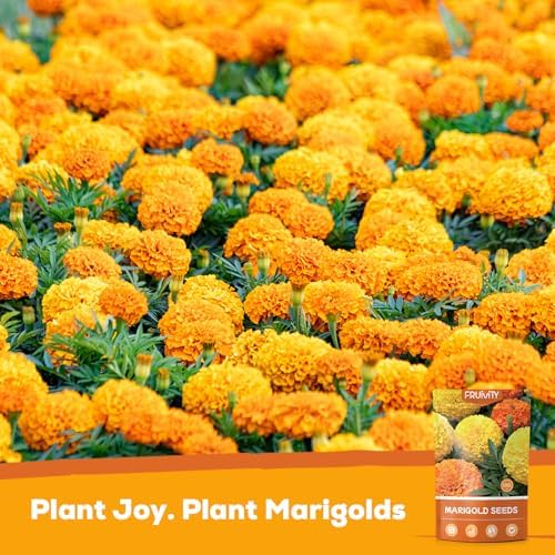 Tri-Color French Marigold Seeds for Planting – 4OZ 38,000+ Open-Pollinated Flower Seeds to Plant, High Germination Rate, Fast Blooming for Gardens, Containers & Companion Planting - Image 2