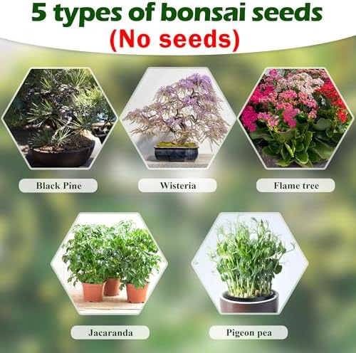 Coolrunner Wooden Bonsai Tree Starter Kit, Bonsai Tree Kit, - Image 5