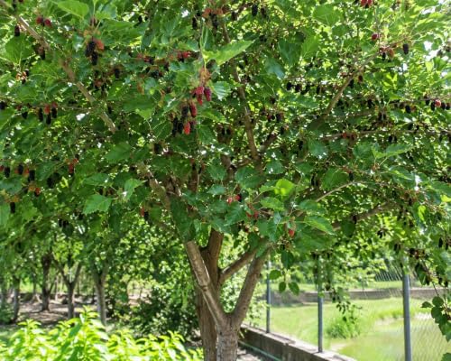 Mulberry Dwarf Everbearing Tree (6 Pack) Live Fruit Plant by Unknown