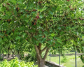 Mulberry Dwarf Everbearing Tree (6 Pack) Live Fruit Plant by Unknown