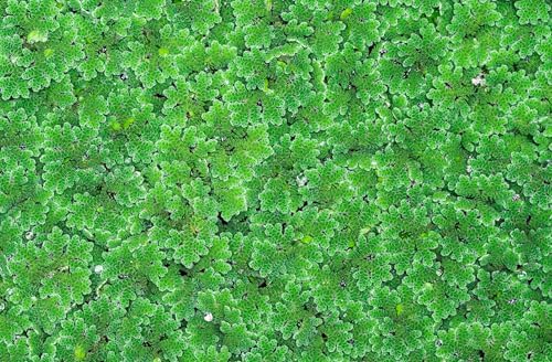 Azolla Caroliniana 10+ Live Plants, Water Velvet for Cultivation & Feeding - Image 4