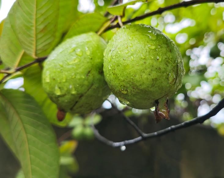 Pink Guava Live Plant 4 to 6 Inch Tall, Sweet Tropical Fruit Tree, Frangant White Flowers Plant for Outdoor Garden - Image 3