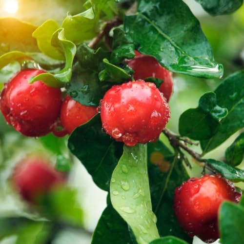 Barbados Cherry Live Plant, Fruit Tree, 5-7 Inch Tall - Image 4