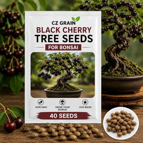 Dwarf Black Cherry Bonsai Tree Seeds for Planting (40 Seeds) - Great for Bonsai, Heirloom Fruit Tree Seeds for Indoor & Outdoor Planting, Non GMO Bonsai Seed Kit for Home Garden Growing by CZGrain