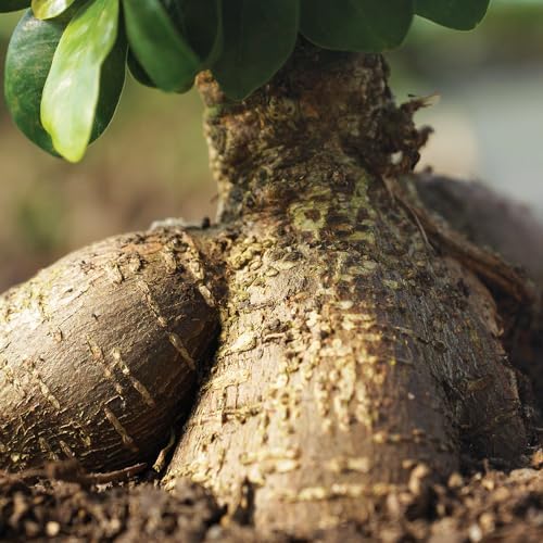 Brussel's Bonsai - Medium Ficus Live Bonsai Tree, Potted Indoor Plant - Image 5