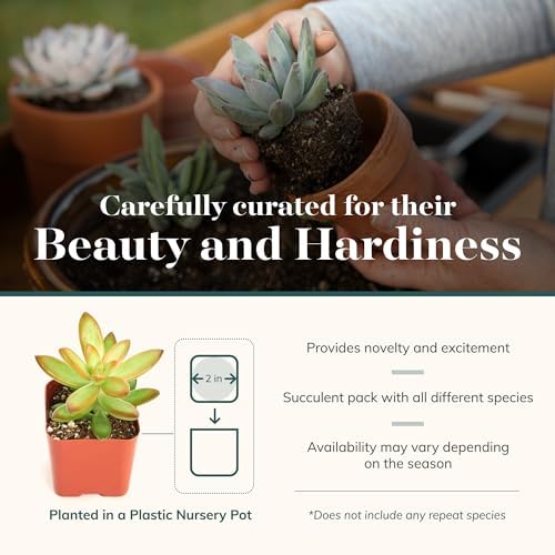 Shop Succulents Unique Succulent Plant Pack Collection - Live Mini Succulent Plants, Low Maintenance, Exceptional Colors & Textures - Wedding and Party Favors, Gift & Garden, Pack of 6 - Image 3