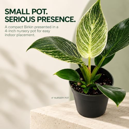 Philodendron Birkin Live Plant - 4" Pot Indoor Air Purifying Houseplant - Image 3