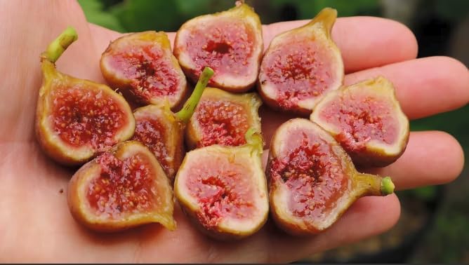 Ficus carica ‘Little Ruby’ Dwarf Fig Tree – Compact Hardy Fig – Sweet Amber Mauve Fruit – Strawberry Pink Center – Great for Containers & Bonsai - Image 4