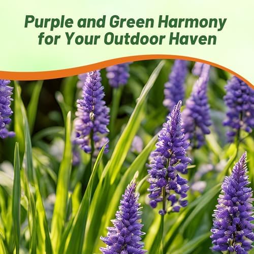 Outsidepride Liriope Muscari Monkey Grass Seeds - 50 Pcs Perennial Ornamental, Drought-Tolerant Lilyturf Ground Cover Seeds - Image 6