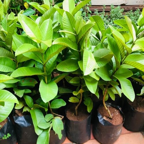 White Guava Tree Live Plant, Garden Fruit Tree, 6-10 Inch Tall, 4 Inch Pot - Image 5