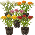 2 Mix Milkweed Plants, 5-8" Tall Butterfly Milkweed Plants by Unknown