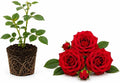 Red Climbing Roses Live Plant - Small Size, Heirloom Climbing Rose Bush, Fragrant High-Yielding Perennial Flowering Vine for Trellis & Fence by GINGERGLOW