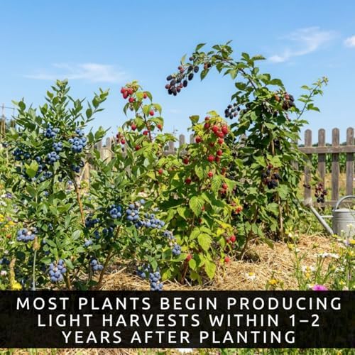 6 Pack Berry Grower Live Plants Bundle – 2 Blueberry, 2 Raspberry & 2 BlackBerry Bushes – Fruit Plants for Outdoor Garden or Containers – Easy to Grow Edible Berry Starter Kit - Image 5