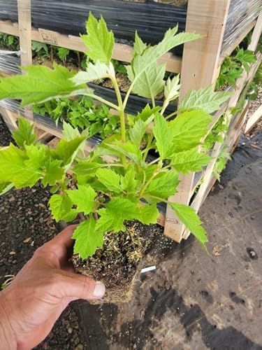 Pee Wee Dwarf Oakleaf Hydrangea - Live Plant - (1 PT) - Image 4