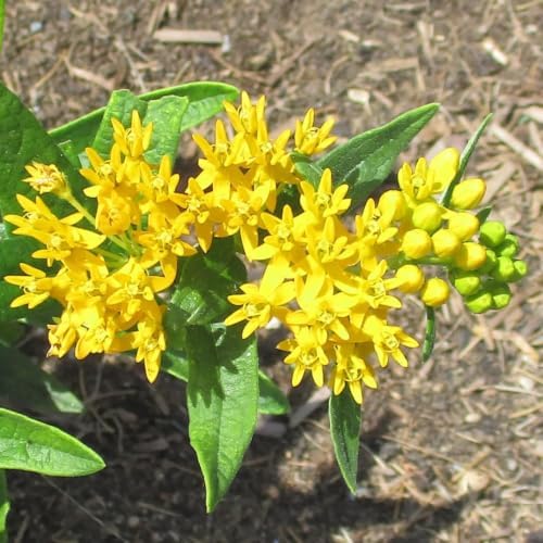 4 Yellow Milkweed Live Plants, 4-9 Inch Tall, Asclepias Tuberosa Butterfly - Image 4