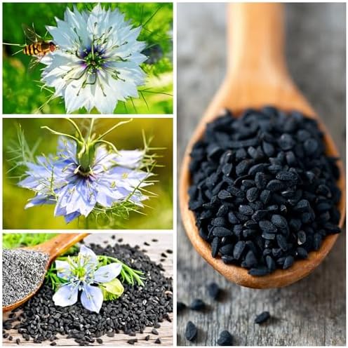 Seed Needs Black Cumin Seeds to Plant an Herb Garden - 2 Packs - Image 3