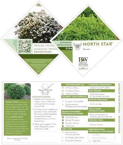 1g Proven Winners North Star Boxwood Shrub - Image 5