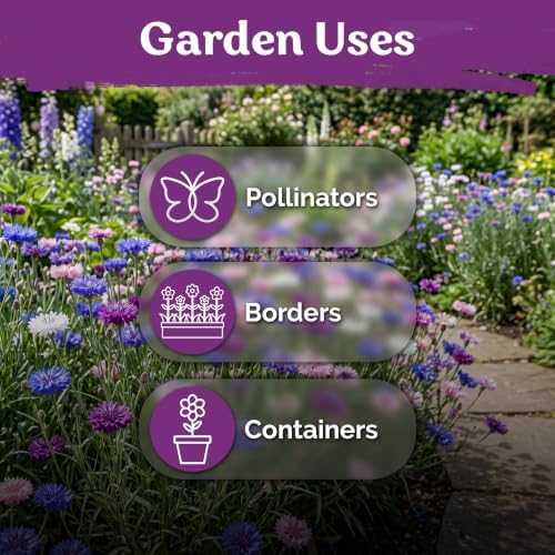 800 Polka Dot Mix Dwarf Cornflower Heirloom Flower Seeds, Centaurea Cyanus - Image 6