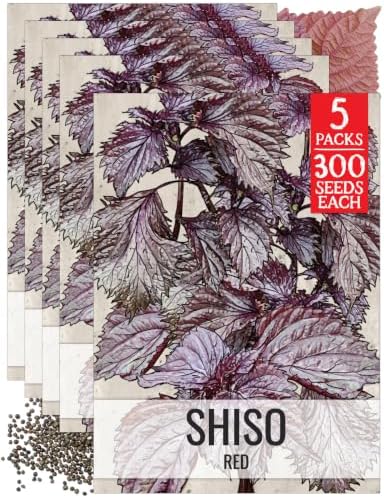 Seed Needs Red Shiso Seeds to Plant an Herb Garden - 5 Packs by SeedNeeds