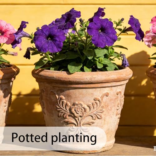 Petunia Seeds for Planting Outdoor, 10000 Heirloom Heritage Variety Seeds - Image 6