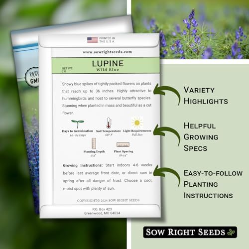 Sow Right Seeds-Wild Blue Lupine Seed for Planting Perennial Wildflower 2pk - Image 2