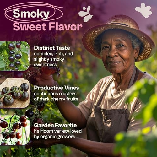 SVI 50 Black Cherry Tomato Seeds (Solanum Lycoperscium) - Black Cherry Tomatoes Seed Packets, Sweet Heirloom Tomato on Vine - Non GMO Vegetable Seeds for Outdoor & Indoor Garden, Containers - Image 3