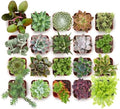 Shop Succulents Everything Mini Succulent Plant Pack – Live Mini Succulent Plants, Assorted Colorful Mix, Easy Care Houseplants – Gardening, Terrariums, Gifts & Party Favors, 2" Pots by ShopSucculents