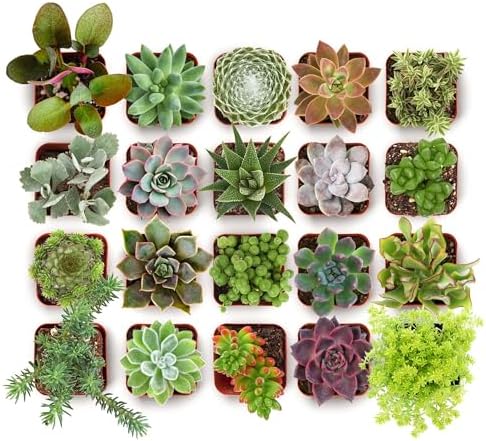 Shop Succulents Everything Mini Succulent Plant Pack – Live Mini Succulent Plants, Assorted Colorful Mix, Easy Care Houseplants – Gardening, Terrariums, Gifts & Party Favors, 2" Pots by ShopSucculents