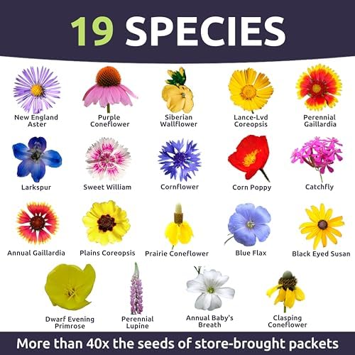 Midwest Regional Mix - Bulk 1/4 Pound Pouch - 60,000 Flower Seeds for Planting - Wildflower Mix - Image 3