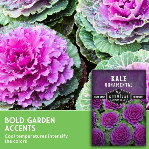 Ornamental Kale Seeds for Planting, Heirloom Flowering Cabbage - 1 Pack - Image 3