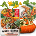 Seed Needs Turk's Turban Squash Seeds to Plant Vegetables - 10 Packs by SeedNeeds