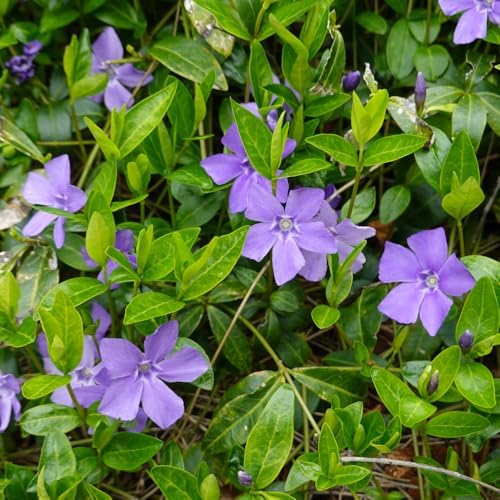25 Vinca Minor Live Plants 6-8 Inc Tall, Periwinkle Ground Cover Plants - Image 4