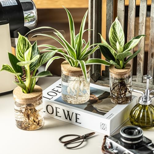 Glass Plant Propagation Stations for Plants – Set of 4(2 Large & 2 Small) Hydroponic Vases for Plant Cuttings,Flower Arrangements, Home & Office Decor–Desktop Vases for Living Room, Bedroom (4) - Image 6