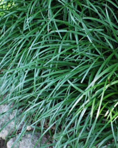 Perennial Farm Liriope spicata (Creeping Lilyturf) – Live Evergreen Groundcover, 4 Inch Pot, Arching Green Foliage Lavender Flower Spikes, Dense Spreader, Drought Tolerant, Ideal for Edging & Slopes - Image 2