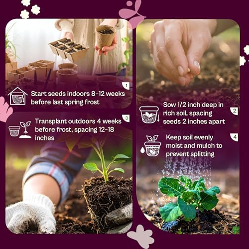 SVI 1000 Golden Acre Cabbage Seeds (Brassica Oleracea) - Green Cabbage, Fast-Growing Heirloom Seed, Non GMO - Great Vegetable Seeds in Seed Packets for Outdoors, Vegetable Garden Beds - Image 5