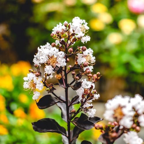 Thunderstruck White Lightning Crape Myrtle Live Tree, 1 gal., 12-18 in - Image 3