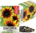 Seed Needs Firecracker Sunflower Seeds to Plant Cut Flowers - 10 Packs by SeedNeeds