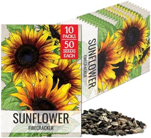 Seed Needs Firecracker Sunflower Seeds to Plant Cut Flowers - 10 Packs by SeedNeeds