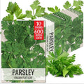 Seed Needs Italian Flat Leaf Parsley Seeds to Plant an Herb Garden - 10 Packs by SeedNeeds