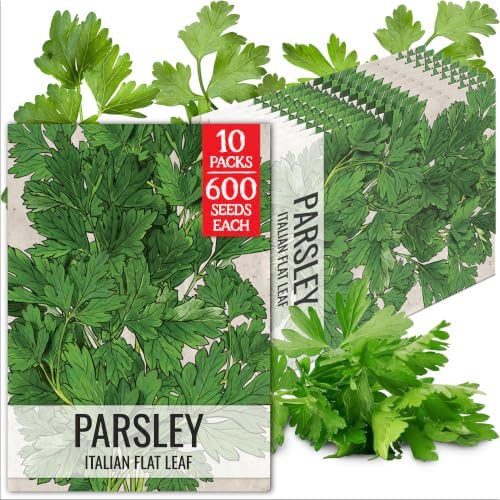 Seed Needs Italian Flat Leaf Parsley Seeds to Plant an Herb Garden - 10 Packs by SeedNeeds