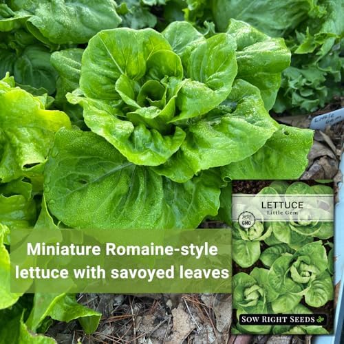 Sow Right Seeds - Little Gem Lettuce Seed for Planting Vegetable Garden 4pk - Image 3