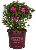Encore Autumn Jewel Azalea, Live Azalea Flowers, 3 Gallon by BloomingBeautiful