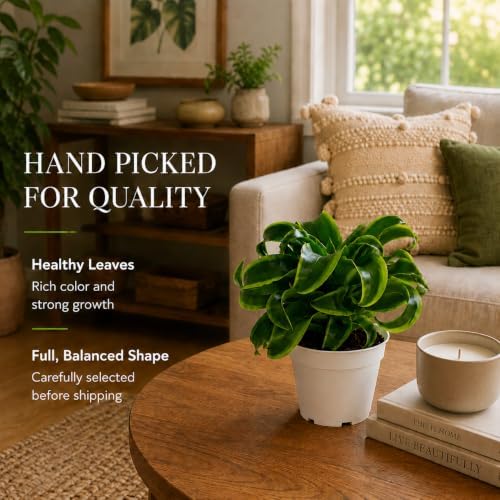 Dracaena Tornado Live Plant, Low Light Tolerant Dracaena Plant Live, Air Purifying Plants Live Houseplants, Beginner Friendly House Plants for All Indoors Spaces - Image 4