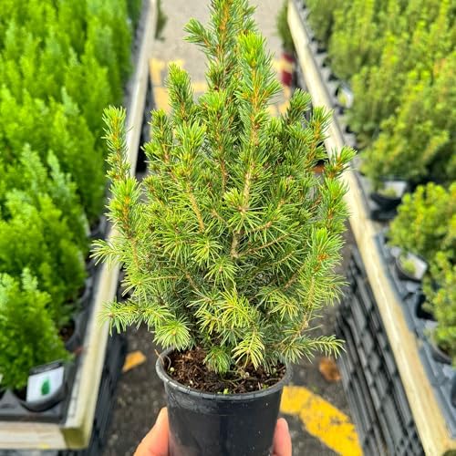 Live Alberta Spruce Tree - Perfect Christmas Decorations - Tabletop Decor, Easy to Grow Air Purifying Indoor House Plants - Live Tree Plant For Home, Office & Giftable (18" Height)(Heat Pack Included) - Image 5