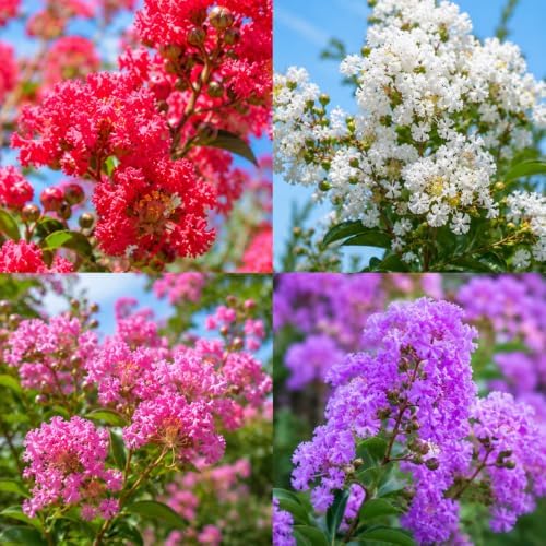 Mixed Color Crape Myrtle Tree - 10-18" Tall - Quart Pot - Image 4