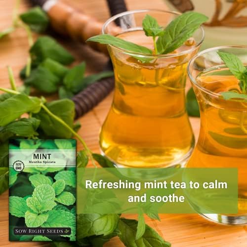 Sow Right Seeds - Mint Seed for Planting Outdoor Indoor Perennial Herb 4pk - Image 5