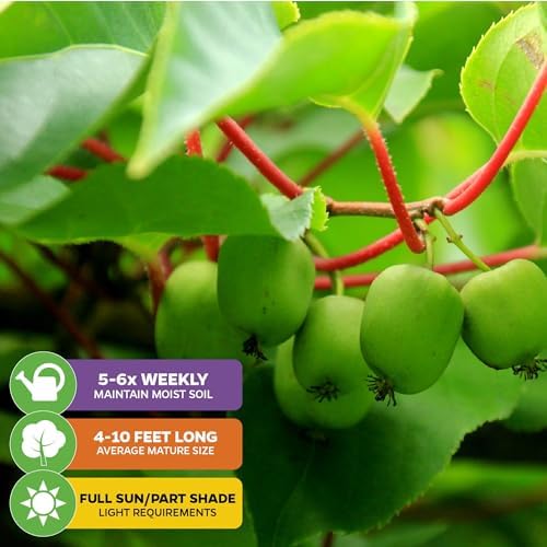 Issai Kiwi Berry Vine (1-Pack) Live Plant by Wellspring Gardens - Image 4